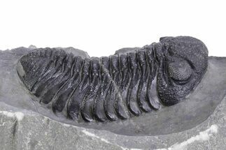 Big, Fat Morocops Trilobite - Ofaten, Morocco #359595