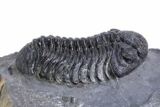 Detailed Pedinopariops Trilobite - Mrakib, Morocco #359598