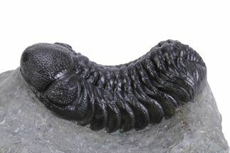 Detailed Austerops Trilobite - Ofaten, Morocco #359599