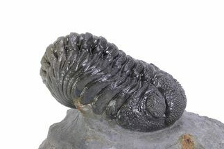 Big, Fat Morocops Trilobite - Ofaten, Morocco #359604
