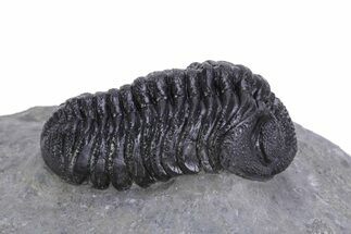 Beautiful Morocops Trilobite - Ofaten, Morocco #359608