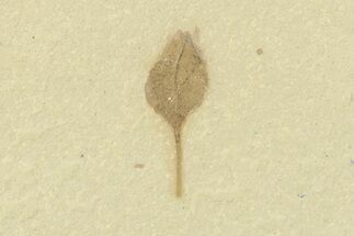 Detailed Fossil Capsular Fruit - Green River Formation, Utah #360279