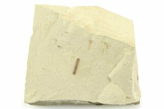 Detailed Crane Fly (Tipulidae) Fossil - Green River Formation #360281