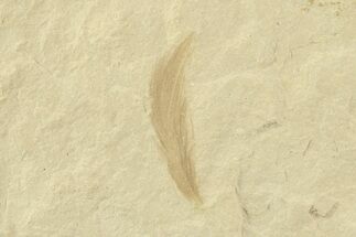 Detailed Fossil Feather - Green River Formation, Utah #360285