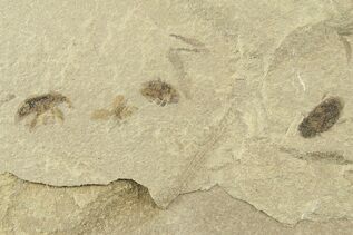 Fossil Insects For Sale