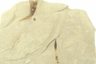 Fossil Leaf with Crane Fly - Green River Formation, Utah #360314
