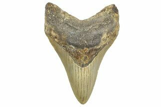 Serrated, Fossil Megalodon Tooth - North Carolina #343422