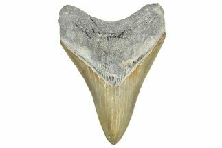 Serrated, Fossil Megalodon Tooth - North Carolina #343426