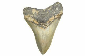 Serrated, Fossil Megalodon Tooth - North Carolina #343440