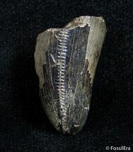 Partial Serrated Tyrannosaurid Tooth Tip - T-Rex #3001