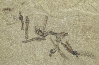 Crane Fly (Tipulidae) Mortality Plate - Green River Formation #360059