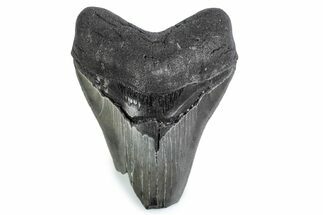 Bargain, Fossil Megalodon Tooth - Georgia #338689