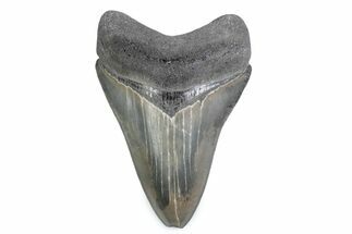 Serrated, Fossil Megalodon Tooth - Georgia #338690