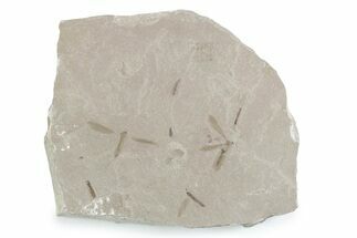 Crane Fly (Tipulidae) Mortality Plate - Green River Formation #360308