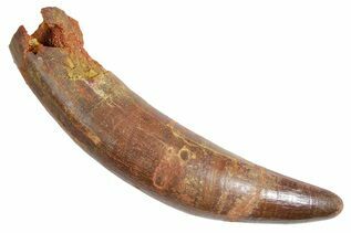 Premium Specimens For Sale