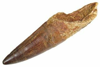 Real Fossil Spinosaurus Tooth - Huge Dinosaur Tooth #360453