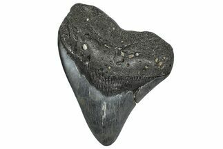 Fossil Megalodon Tooth - Georgia #338699