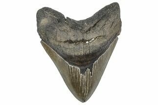Serrated, Fossil Megalodon Tooth - Georgia #338700