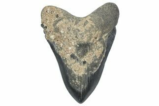 Bargain, Fossil Megalodon Tooth - Georgia #338704