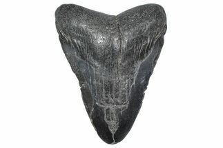 Bargain, , Fossil Megalodon Tooth - Georgia #338738