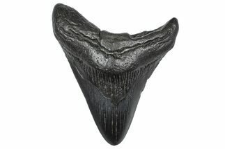 Fossil Megalodon Tooth - South Carolina #346181