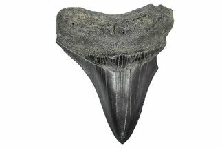 Serrated, Fossil Megalodon Tooth - South Carolina #346182