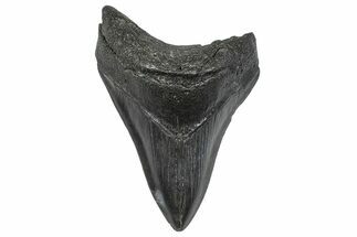 Fossil Megalodon Tooth - South Carolina #346185