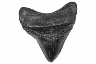 Fossil Megalodon Tooth - South Carolina #346191