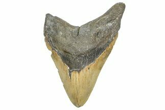 Serrated, Fossil Megalodon Tooth - North Carolina #346339