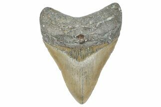 Serrated, Fossil Megalodon Tooth - North Carolina #358934