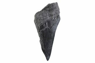 Partial Fossil Megalodon Tooth - Serrated Edge #332333