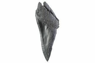 Partial Fossil Megalodon Tooth - Serrated edge #332343