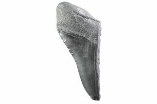 Partial Fossil Megalodon Tooth - South Carolina #332347