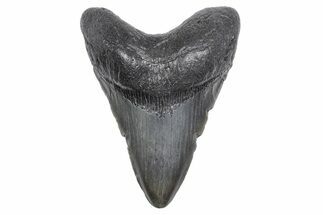Fossil Megalodon Tooth - South Carolina #358969