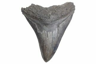 Bargain, Fossil Megalodon Tooth - South Carolina #358977