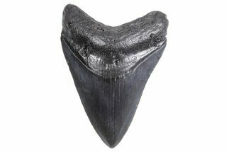 Fossil Megalodon Tooth - South Carolina #358990