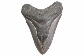 Bargain, Fossil Megalodon Tooth - South Carolina #358996