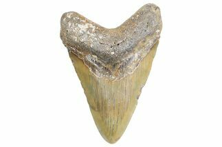 Fossil Megalodon Tooth - North Carolina #359008