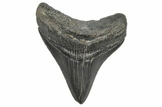 Juvenile Megalodon Tooth - South Carolina #359016