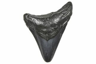 Juvenile Megalodon Tooth - South Carolina #359030