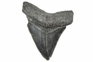 Serrated, Juvenile Megalodon Tooth - South Carolina #359032