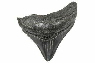 Serrated, Juvenile Megalodon Tooth - South Carolina #359033