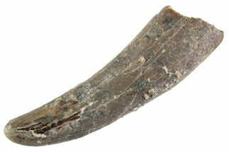 Fossil Pterosaur (Siroccopteryx) Tooth - Morocco #359976