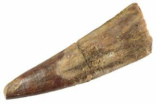 Fossil Pterosaur (Siroccopteryx) Tooth - Morocco #359994