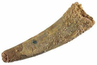 Fossil Pterosaur (Siroccopteryx) Tooth - Morocco #359998