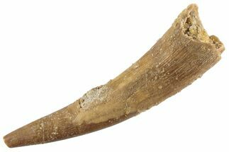 Fossil Pterosaur (Siroccopteryx) Tooth - Morocco #360001