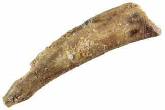 Bargain, Fossil Pterosaur (Siroccopteryx) Tooth - Morocco #360005