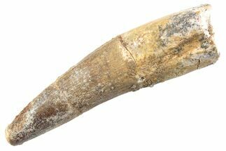 Fossil Spinosaurus Tooth - Real Dinosaur Tooth #360156
