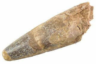 Fossil Spinosaurus Tooth - Feeding Worn Tip #360167