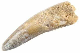 Fossil Spinosaurus Tooth - Real Dinosaur Tooth #360174